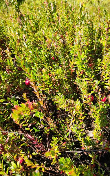 Wild cranberries, green stalks about 8 inches high with a few red cranberries hanging midway up the stalks. The green of the stalks is a color that artists might call a troubling green.