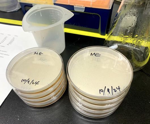 Two stacks of Petri dishes with agar growth medium are on a black-top research station. A flask and its cap are on the side.