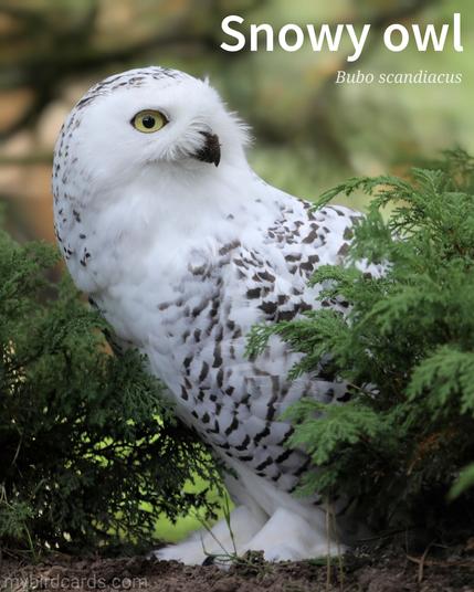 🌍🌏🌎 Snowy owl (Bubo scandiacus) 

The Snowy owl, also known as the Polar owl, the White owl or the Arctic owl, is a large, predominantly white, owl known for its striking appearance. Snowy owls have dense feathers that provide insulation in cold climates. They have relatively small heads and bright yellow eyes. Unlike most owls, Snowy owls are diurnal, meaning they are active during the day. They are remarkable hunters, primarily feed on small mammals, birds, and occasionally fish. 

Conservation status: Vulnerable (IUCN 3.1)

Distribution: The Arctic regions of Eurasia and North America.

Class: Aves (Birds)
Order: Strigiformes (Owls)
Family: Strigidae (True owls/Typical owls)
Genus: Bubo
Species: B. scandiacus

CC: HKKO

📷: Photo via Pixabay