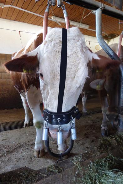 Eine Kuh steht fixiert im Stall, Halfter mit Gewichten die auf die sehr empfindliche Nase schlagen, sollen verhindern, dass Rinder Streu oder Futter durch die Gegend schnicken.