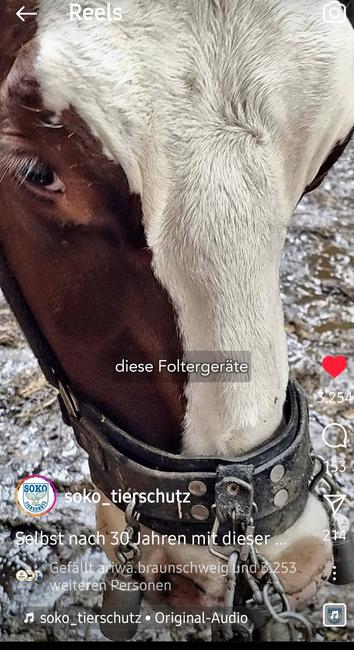 Screenshot von Soko Tierschutz Instagram Reel, eine Kuh steht in einem verdeckten Stand ohne Streu und Trägt ein Halfter mit Gewichten und Kette, die gegen die empfindliche Nase schlägt.