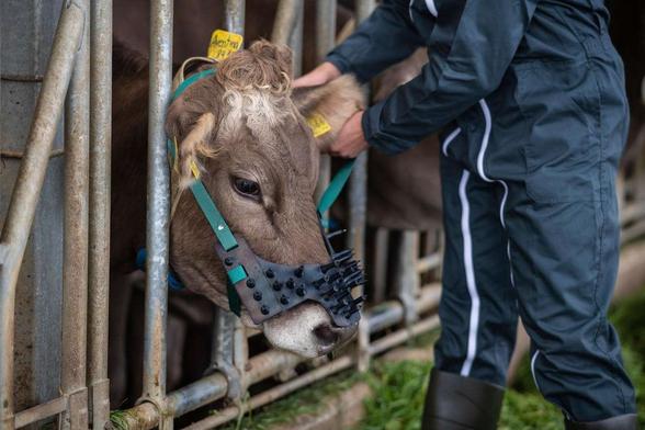 Ein sogenannter Saugentwöhner, der auch bei erwachsenenen Kühen zum Einsatz kommt. Ein Halfter mit Stacheln. Das der anderen Kuh an der gesaugt wird sehr unangenehm ist.
Das Erwachsene Kühe noch saugen, ist eine Verhaltensstörung die ihre Ursache in der nicht art und Verhaltensgerechten Aufzucht hat.