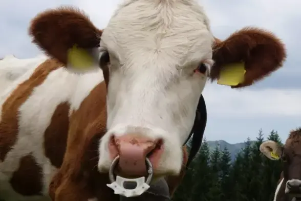 Rind mit Nasenring und Saugstopp. 

Ein weiteres Modell eines "Saugstopp"-Nasenrings Bild: K/Vegpool