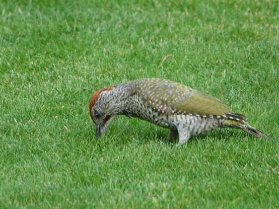 Specht pickt im Rasen nach Fressbarem