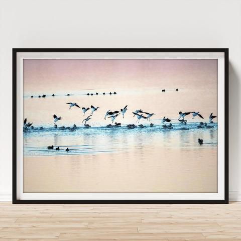 A flock of Avocets started arriving on the bay at sunrise with the water awash in coral pink color except for the blue streak where the birds were landing. There were also a few ducks mixed in the gathering. Some little dabblers bottom side up are seen on the back row :-) Photography by Debra Martz