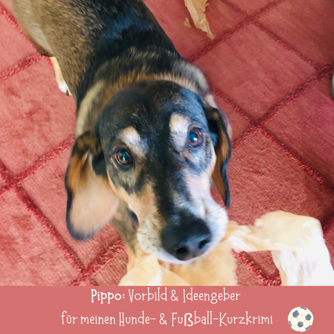 Foto von Pippo, einem dackel-artigen Mischlingshund, der zerknülltes Seidenpapier in der Schnauze trägt. Text: Pippo – Vorbild und Ideengeber für meinen Hunde- und Fußball-Kurzkrimi.
