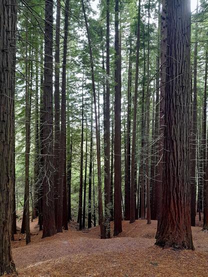 Erectas Secuoyas presumen de largos mástiles, sobre un sotobosque estéril, por estar fuera de su entorno natural.