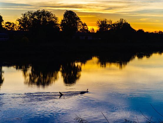 Spokojny wschód słońca nad spokojną rzeką, z sylwetkami drzew na brzegu. Woda odbija żywe kolory pomarańczy i błękitu, a kłoda jest widoczna na pierwszym planie, tworząca delikatne fale.

 Serene sunrise over a calm river, with silhouettes of trees on the bank. The water reflects vibrant colors of orange and blue, and a log is visible in the foreground, creating gentle ripples.