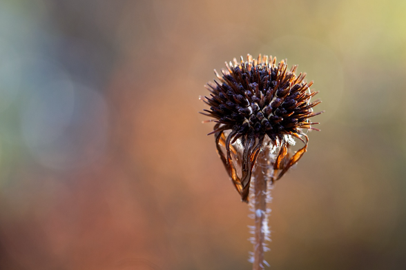 A dead flower lit from behind by the sun