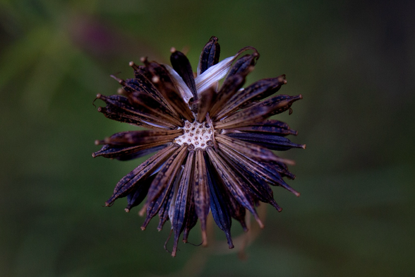 A dead flower losing it’s seeds