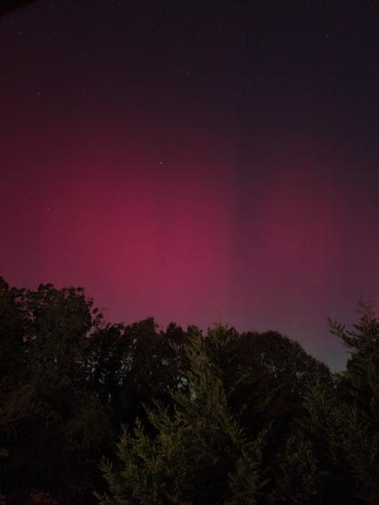 Green trees in the foreground and the wispy red light of the aurora on a dark night sky