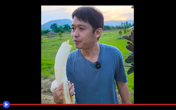 Uomo in un contesto rurale tiene in mano e si appresta a consumare la versione del tutto indistinguibile in apparenza, ma sovradimensionata di una banana. Il frutto misura almeno 40 cm di lunghezza.