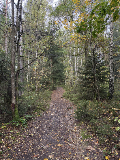 A footpath in the woods