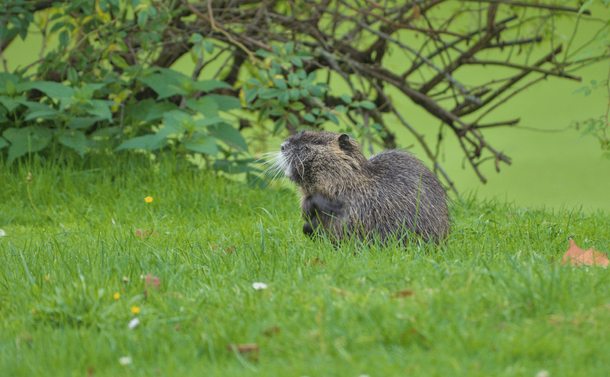 Un petit ragondin dans l'herbe. Sa posture et sa tête lui donne un air grognon ou machiavélique. / A small coypu in the grass. Its posture and head give it a grumpy or scheming look.