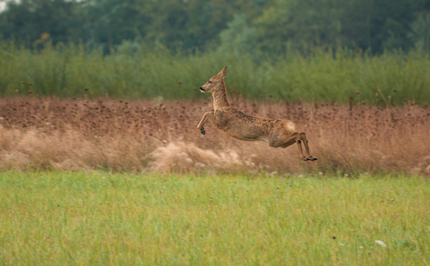 Une chevrette (femelle chevreuil) en train de courir et bondir dans une friche. / A female roe deer running and bounding across an open field.