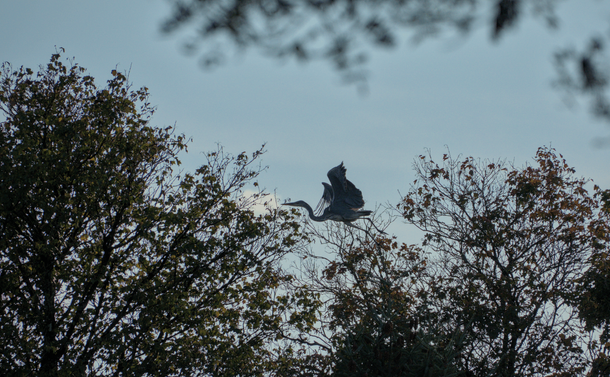 Un héron qui prend son envol depuis le haut ses arbres. / A heron starting to fly from the treetops.
