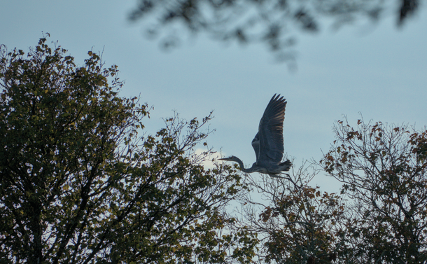 Le même héron avec les ailes dépliées. /The same heron with its wings unfolded