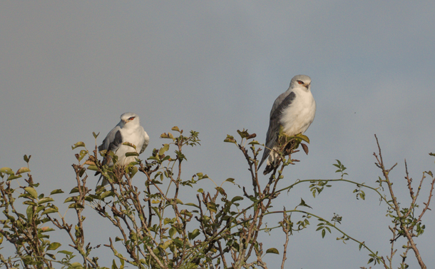 Deux élanions blancs sur un arbuste, ils regardent dans des directions opposés. / Two black winged kites on a shrub, looking a opposite direction