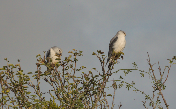 Deux élanions blancs sur un arbuste, un de nettoie une patte/ Two black winged kites on a shrub. One is cleaning one of its feet