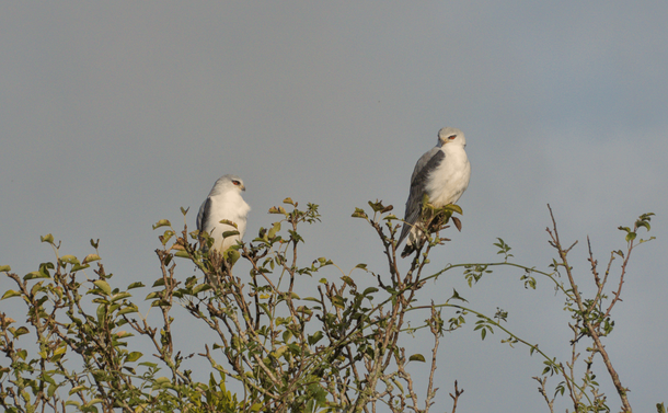 Deux élanions blancs sur un arbuste, ils regardent l'un vers l'autre. / Two black winged kites on a shrub, they're looking at each other