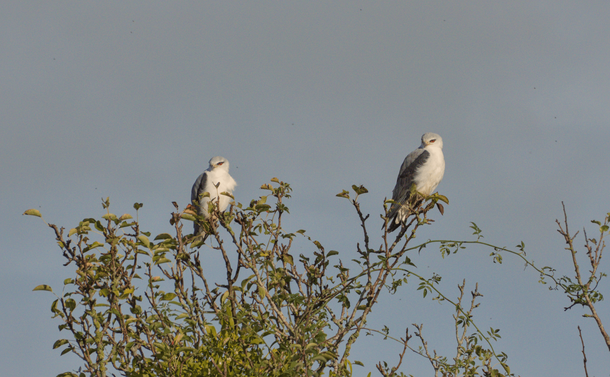 Deux élanions blancs sur un arbuste, ils regardent dans la même direction. / Two black winged kites on a shrub. They're looking in the same direction.