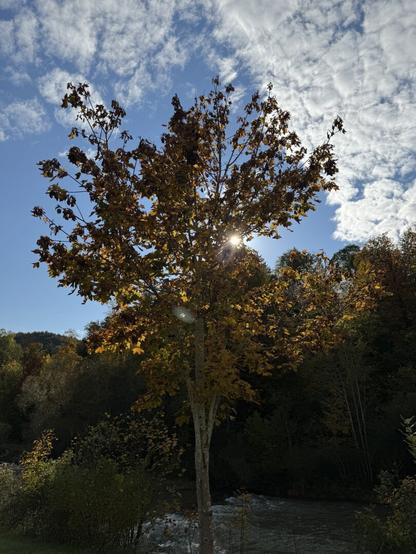 Sun is shining through the remaining leaves of an autumn colored tree.