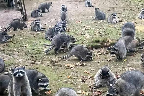Color photo.
At least 25 raccoons are visible doing whatever it is that raccoons do while scattered around a yard in the US state of Washingon.
The incredibly charming creatures seem oblivious to anything other than themselves.