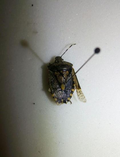 A shieldbug (insect, wide at the front with a small head, tapering gently to a slightly pointed tip at the back, flat-ish), with mottled creamy-yellow and dark markings. It is very dead and rather mangled, and is pinned badly through the right wing.
