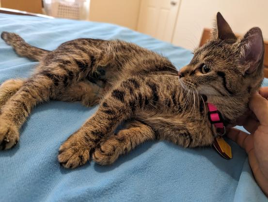 A photo of my new floofdaughter taken exactly one year (to the minute) after my floofson passed into eternity.