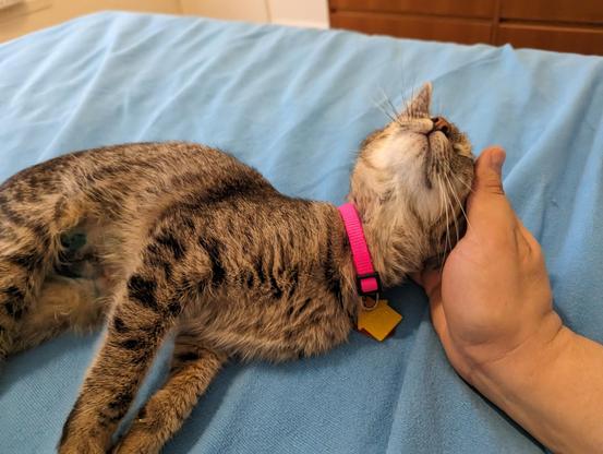 A photo of my new floofdaughter taken exactly one year (to the minute) after my floofson passed into eternity.