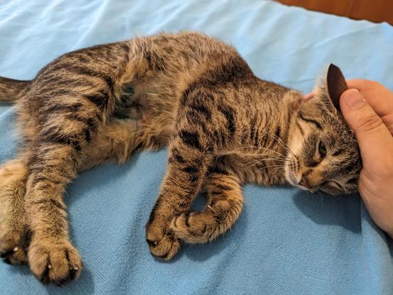 A photo of my new floofdaughter taken exactly one year (to the minute) after my floofson passed into eternity.