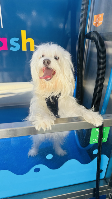 Rocket is standing inside of the local dog wash station just before his spa begins. He looks happy & is standing on his hind legs.
