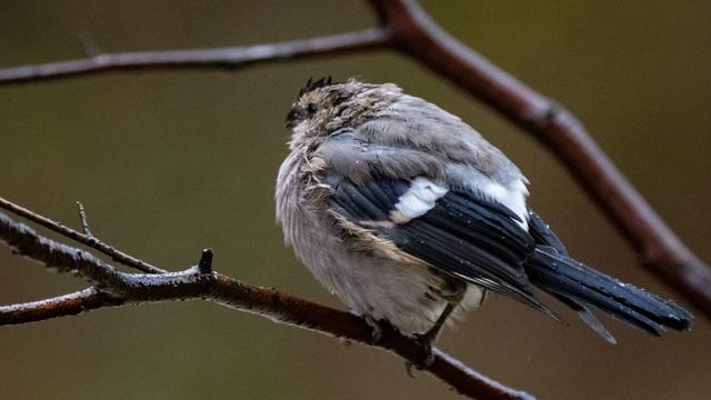 young bullfinch