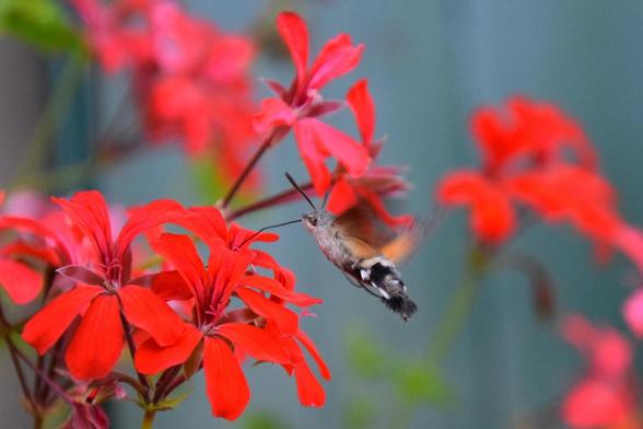 Ein Taubenschwänzchen an einer knallroten Geranienblütendolde, den Rüssel in der Blüte versenkt // A Hawk moth eating at a bright red geranium