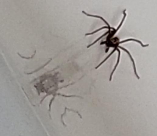 Giant House Spider admires his own reflection in the enamel of a bath tub