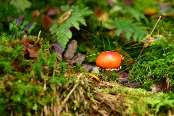 Red-brown mushroom embedded in an environment of moss