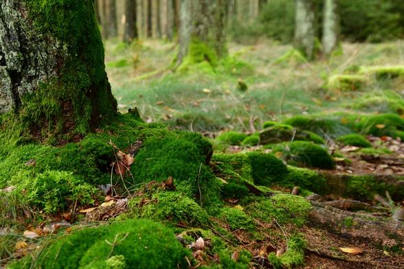Moss-covered stones along a forest path. The lower part of a tree trunk can be seen on the left edge of the picture. More trees in the background. All covered with moss on the lower trunk.