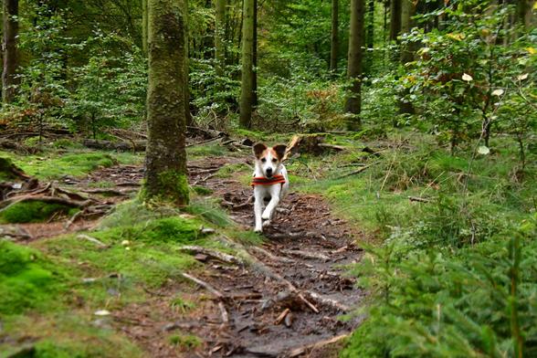 A small white and brown dog with floppy ears runs down a forest path with visible roots. The surrounding trees and bushes are a lush green.