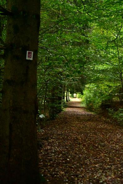 A straight forest path with fall foliage is framed by trees and leaves. The foreground is slightly darker. The sun shines on the path in the middle ground and background
