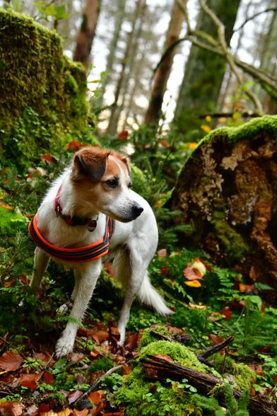 Weiß brauner Hund steht im Wald zwischen moosbewachsenem Baumstumpf und am Boden liegenden Baumstamm