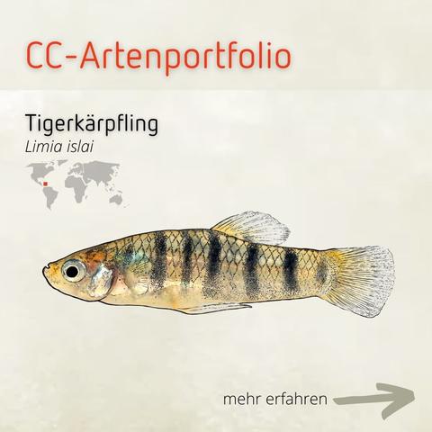 The Illustration shows a small elongated fish with vertical stripes. The basic colour varies between gold, orange and brown. Some scales have a bluish shimmer.