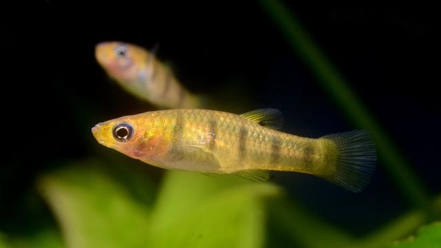 The photo shows a small elongated fish with vertical stripes. The basic colour varies between gold, orange and brown. Some scales have a bluish shimmer.

© Sebastian Wolf