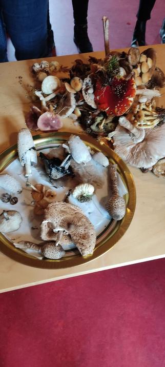Verschiedene Pilze, die meisten davon nicht essbar weil giftig oder schon zu alt. Unter anderem:

Parasol (jung essbar, auch als Schnitzelpilz bekannt)

Giftpilze:

Gelber Knollenblätterpilz,
Fliegenpilz,
Schwefelkappe,
Kahler Krempling,

und viele mehr
