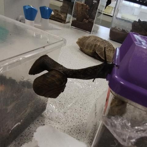 Snail stretching between two fish tanks