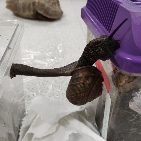 Snail crossing between two fish tanks