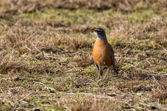 An American Robin (a type of Thrush) stands upright and curious on a roughly-cut lawn.