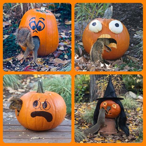 Four photos of pumpkins and squirrels. 1. A squirrel is climbing into the mouth of a surprised face, 2. a pumpkin with two white gourds cut in half for eyes has a squirrel climbing through its toothy mouth, 3. A squirrel pokes its head out the ear of pumpkins with a grimacing face, 4. a pumpkin witch, complete with hat and stringy hair, has a squirrel crawling in her mouth. Her nose is the stem of the pumpkin.