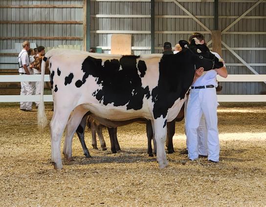 A large Holstein cow, approximately 5 feet high at the shoulder, stands next to its young owner while being judged at the Erin Fall Fair.