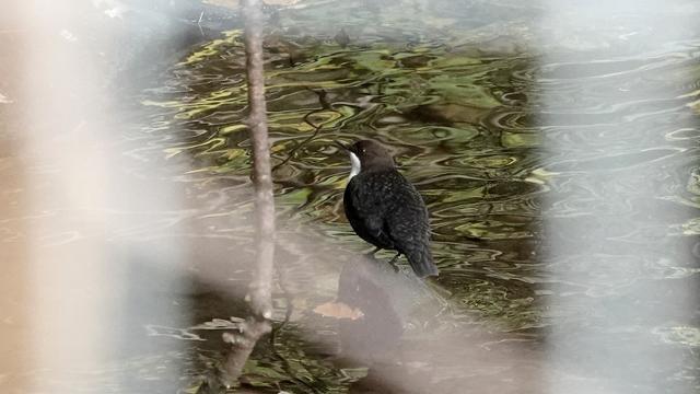 Peeking through a wire fence - which comes out as blurry white framing lines on the picture - at a white throated dipper, dark back to us, white front away, in a river full of green swirls in the water.