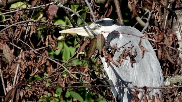 A grey heron perched in a tree facing towards the left of the picture. It has a very pointed white and yellow beak, a white and dark body, grey cloak-like back and wings. There are green and brown leaves behind it.